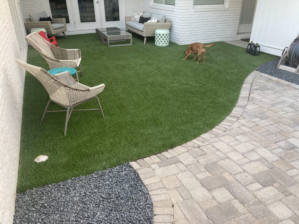 A dog sniffing the new turf